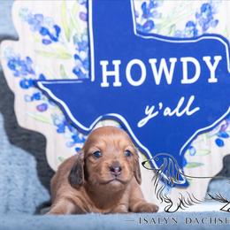 Strawberry Shortcake - Dapple female Dachshund puppy in Copperas Cove, Texas from Isalyn Dachshunds