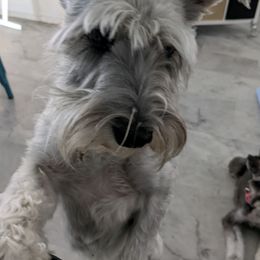Miniature Schnauzers from Beards and Brows Miniature Schnauzers