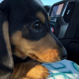 Clover (blue) - Black and cream female Dachshund puppy in Shawnee, Oklahoma from Magic Eagle Miniature Dachshunds