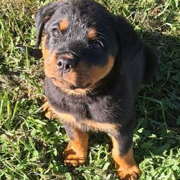 Girl 4 - Black and mahogany female Rottweiler puppy in De Witt, Iowa from Irish Eyes Kennels