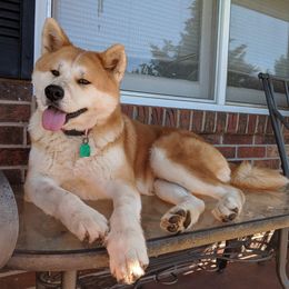 Akita and Japanese Akitainus from Sierra Mountain Akitas