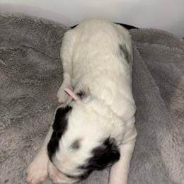 Pinky - Merle-sable female Saint Berdoodle puppy in Batavia, Ohio from Donciedoodlesohio.com