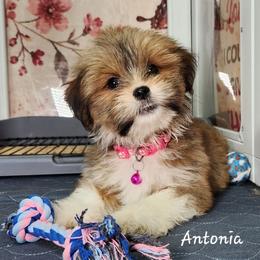 Antonia - Red gold female Lhasa Apso puppy in Jefferson, New York from Absolute Lhasa Love
