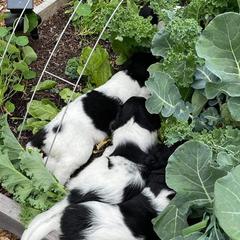 Stabyhouns from Kennel fan de Wiide Mar Stabyhouns