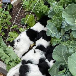 Stabyhouns from Kennel fan de Wiide Mar Stabyhouns