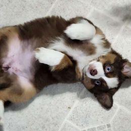 River - Miniature Australian Shepherd puppy from Willow Flats Kennels