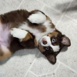 River - Miniature Australian Shepherd puppy from Willow Flats Kennels
