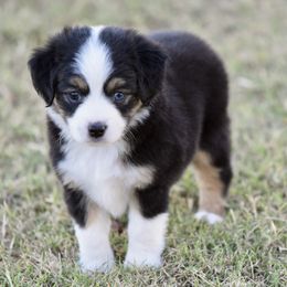 Belle - Black tri female Toy Australian Shepherd puppy in Wichita Falls, Texas from Shooting Stars Ranch Toy and Mini Aussies