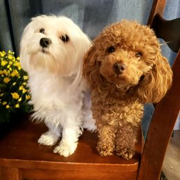 "Parents - Hank and JoJo" Maltipoo All Grown Up from Laura's Maltipoos
