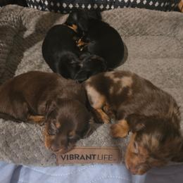 Dachshund puppies from Tps Teeny Weins