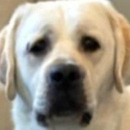 Danny - Labrador Retriever