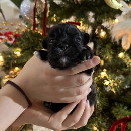Love - Black and white female Shih Tzu puppy in Hampton Bays, New York from Delinda Shih Tzus