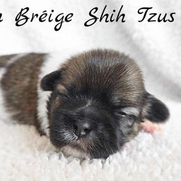 AKC Brindle & White Male - Brindle and white male Shih Tzu puppy in Las Vegas, Nevada from Beirin Breige Shih Tzus