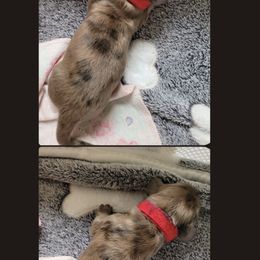 Boy 2 - Dachshund puppy in Homosassa, Florida from Foxies Doxies