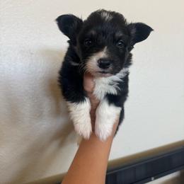 Scribble - Black and tan male Pembroke Welsh Corgi puppy in Red Bluff, California from Wilder Ranch Corgis