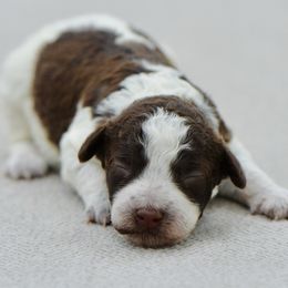 Pickle - Brown roan female Lagotto Romagnolo puppy in St. Augustine, Florida from LBK & Ancient City