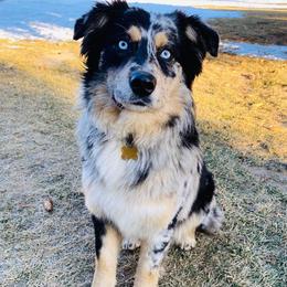 Tinsley - Australian Shepherd