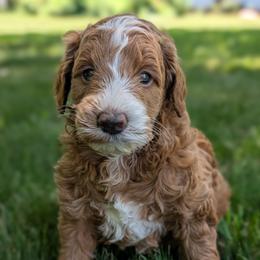 Blue - Apricot male Goldendoodle puppy in Midland, North Carolina from Alger Farm, LLC