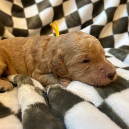 Yellow Boy - Red  male Goldendoodle puppy in Huntsville, Alabama from Winchester Doodles