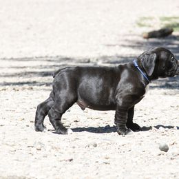 Olde English Bulldogge Puppies from ABK Bulldogges