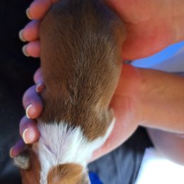 Boston Terrier Puppies from M&Bs Boston Terriers