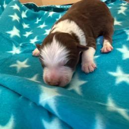 Gio - White and red male Border Collie puppy in North Lakeport, California from Wild Rose Ranch