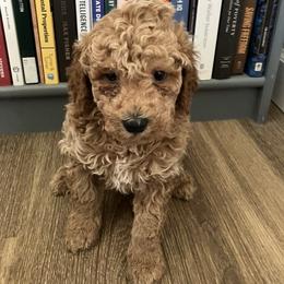 Boy 1 - Apricot male Goldendoodle puppy in Lapeer, Michigan from Doodle All Day