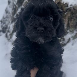 Nitro - Black male Havapoo puppy in Lake Ann, Michigan from Riyem Wildflower Farms