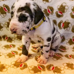 Great Dane Puppies from P&C Mountain Danes of CO