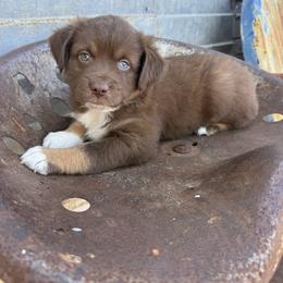 Roxie - Red tri female Miniature Australian Shepherd puppy in Godley, Texas from Bradley Kennels