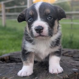Rigatoni - Black and white female Cardigan Welsh Corgi puppy in Garrett, Indiana from Chloe's Colorful Corgis
