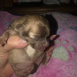 Nana - Chocolate female Chihuahua puppy in Amelia, Virginia from Pannell’s Precious Pups