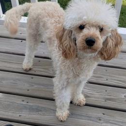 AKC Blossom - Cream female Poodle puppy in Arkoma, Oklahoma from Virelle Poodles