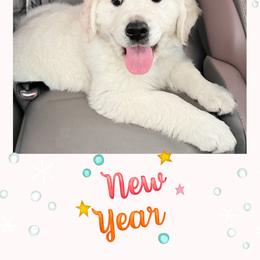 Golden Retriever Puppies from Akela Goldens