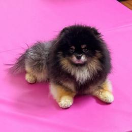 Winston - Black and tan male Pomeranian puppy in Las Vegas, Nevada from Velvet-Paws Pomeranians