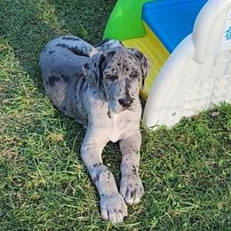 Esmeralda - Merle female Great Dane puppy in Miamisburg, Ohio from Iron Horse Kennel
