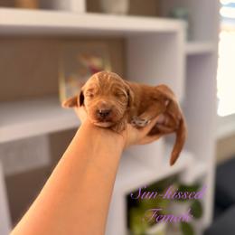 Sun-kissed - Apricot female Goldendoodle puppy in Las Vegas, Nevada from Dose of Doodles
