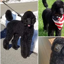 Prince - Poodle