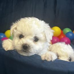 Romeo Snow Angel - White male Bichon Frise puppy in Anza, California from Top Shepherd - Snow Angels Bichon Frisé, Maltise.