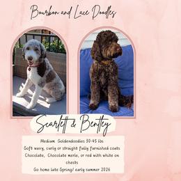 Goldendoodle puppies from Bourbon and Lace Doodles