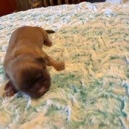 Male 1 - Red male Shih Tzu puppy in Success, Missouri from Sweet Success