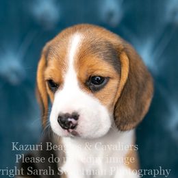 Beagle and Cavalier King Charles Spaniel Puppies from Kazuri Beagles and Cavaliers