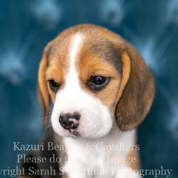 Beagle and Cavalier King Charles Spaniel Puppies from Kazuri Beagles and Cavaliers