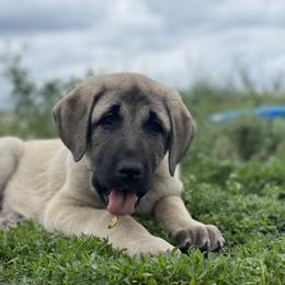 Crimson Boy (3) - Fawn male Anatolian Shepherd Dog puppy in Kalispell, Montana from Wild Rooster Family Farm – AKC Anatolian Shepherd Breeder, OFA Health Tested