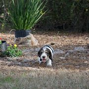 Petit Basset Griffon Vendéen Puppies from Patti Whitlock