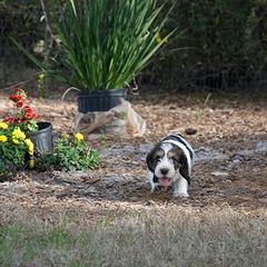 Petit Basset Griffon Vendéen Puppies from Patti Whitlock