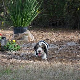 Petit Basset Griffon Vendéen Puppies from Patti Whitlock