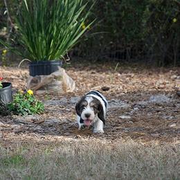 Petit Basset Griffon Vendéen Puppies from Patti Whitlock
