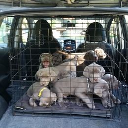 Dilute Retriever Puppies from Walker Creek Silver Labs