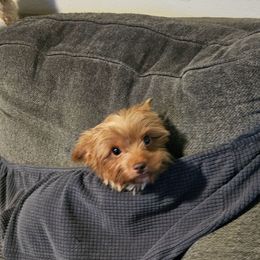 Apollo - Chocolate and tan male Yorkshire Terrier puppy in Hamilton, Ohio from Purebred Yorkies of Ohio